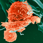 CD40 Expression by B cells