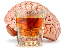 a glass of alcohol sitting infront of an anatomical brain model